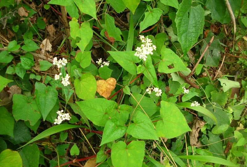 「動(dòng)植物進(jìn)出口」2021年國家林業(yè)、草原局重點(diǎn)保護(hù)野生植物名錄